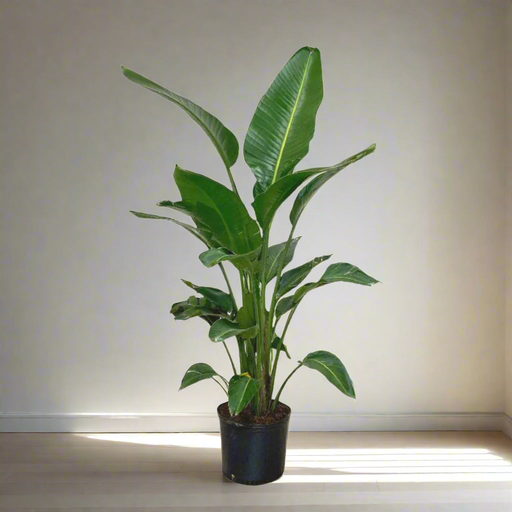 Strelitzia Nicolai 2pp - Bird of Paradise Plant - Indoor House Plant - نبات داخلي
