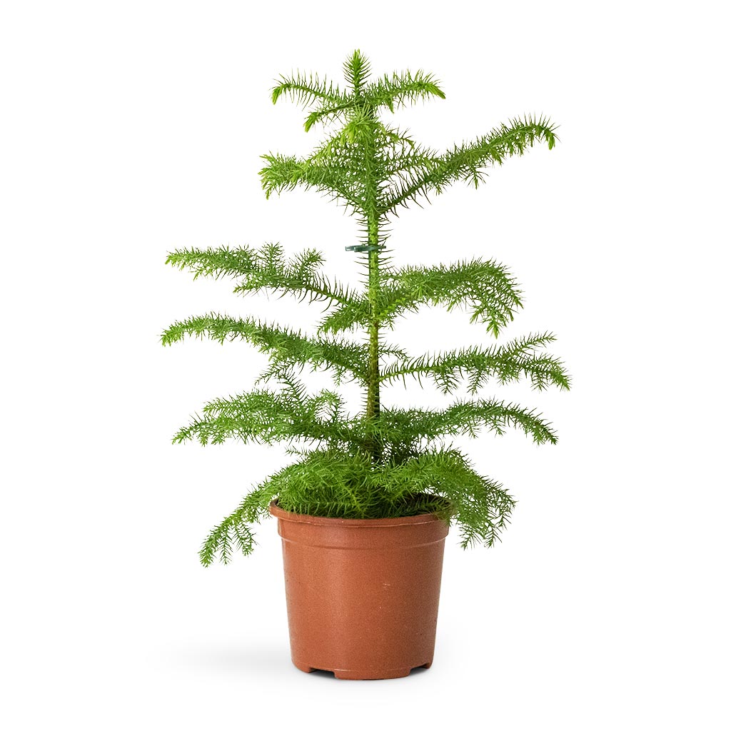 Araucaria Plant