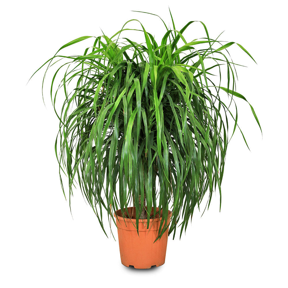 Dracaena Draco - Green - Indoor Plants - النباتات الداخلية