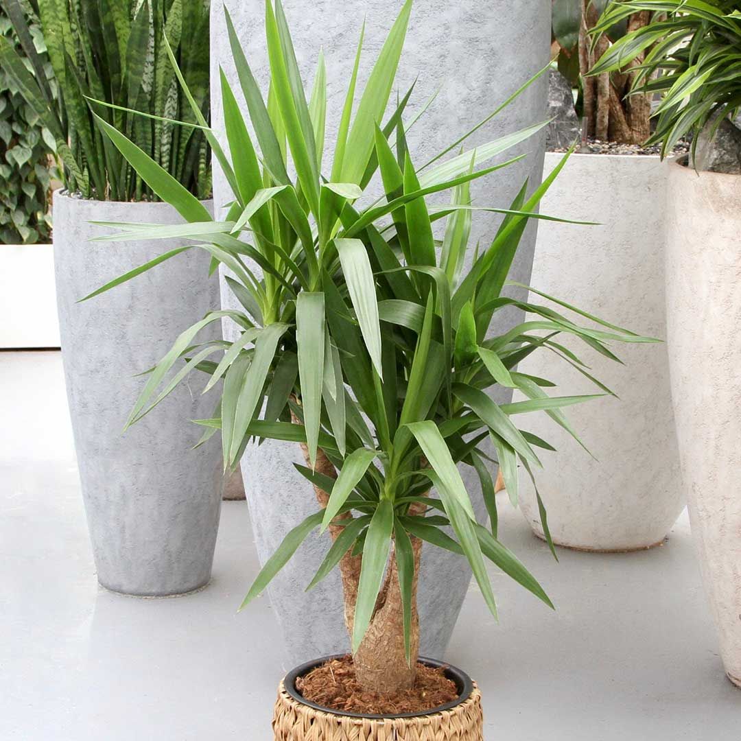 Yucca Elephantipes