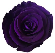 Eternal Rose Stem - الوردة الخالدة