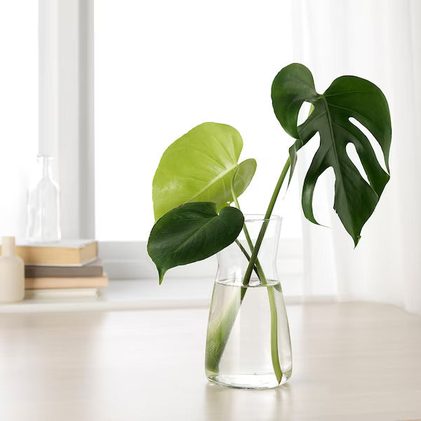 Plant and Flower Glass Vase