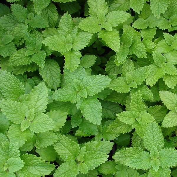 Lemon Balm Seeds - Organic Garden Seeds - بذور بلسم الليمون