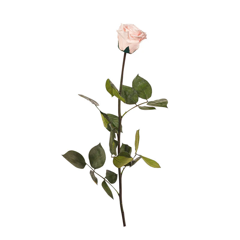 Eternal Rose Stem - الوردة الخالدة