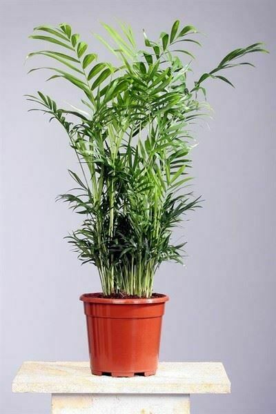 Chamaedorea Elegans - شاميدوريا إليجانس - نباتات داخلية