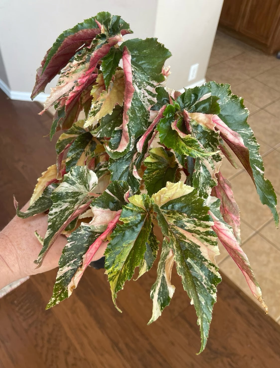 Begonia Ginny Galaxy Variegata - Rare Indoor House Plant - نبات داخلي