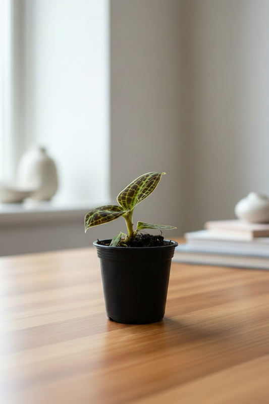 Macodes Petola Jewel Orchid – Lady Holding