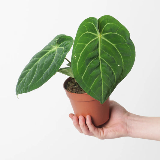 Anthurium Magnificum - Rare Indoor House Plant - نبات داخلي