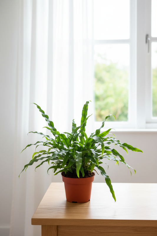 Microsorum Diversifolium — Hand Holding Bright Daylight