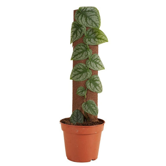 Monstera Plant Mix on Moss Pole - Indoor House Plant - نبات داخلي