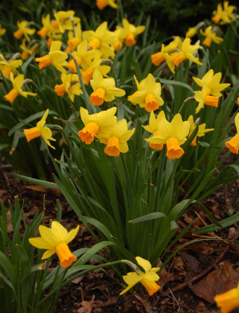 Narcissus Jetfire - Flower Bulb - نرجس جتفاير