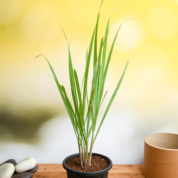 Lemon Grass Plant - عشب الليمون