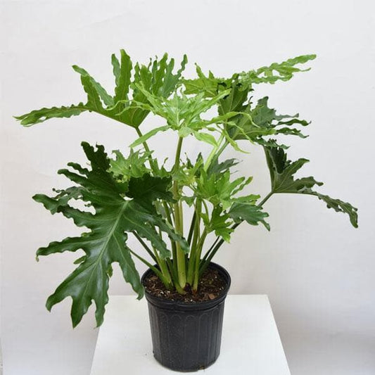 Philodendron Selloum Plant