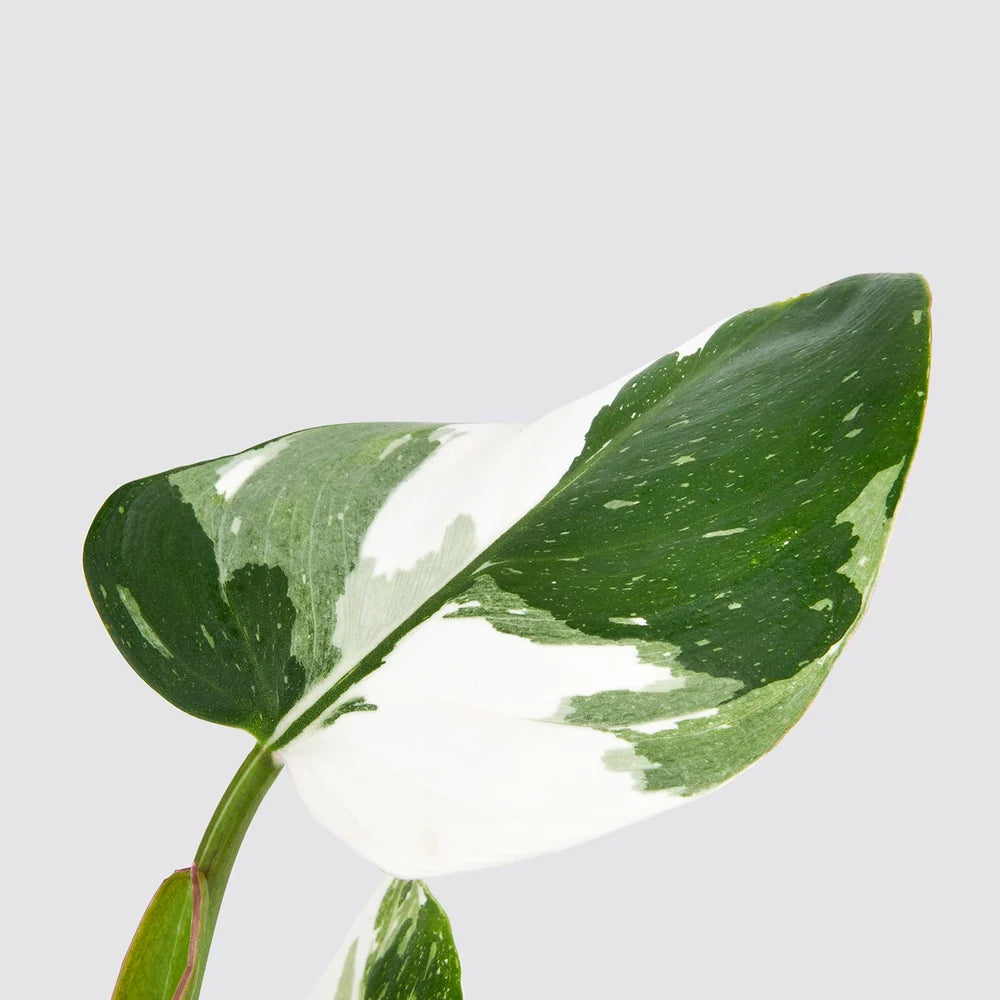 Philodendron White Princess - Indoor Plant - نبات داخلي