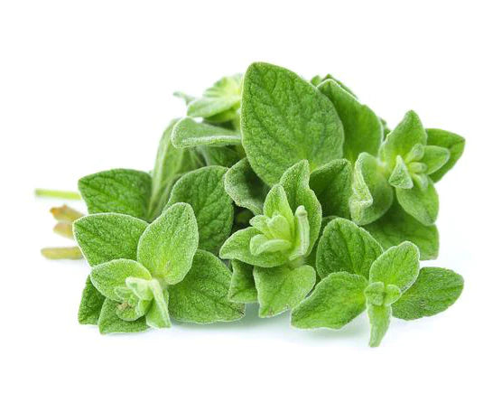 Oregano Seeds - Organic Garden Seeds - بذور الأوريجانو