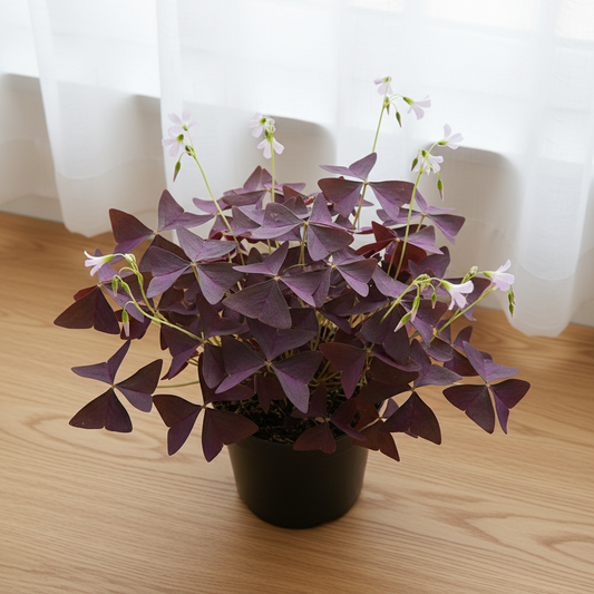 Oxalis Ikigai Mijke — Cozy Window Setup