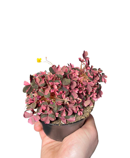 Oxalis Vulcanicola Crazy Plum - Indoor House Plant - نبات داخلي