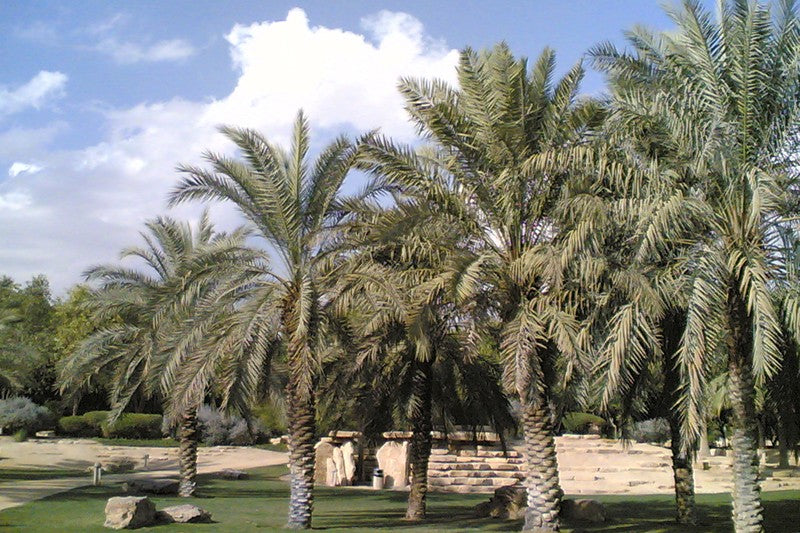 Cultivating Date Palms in Kuwait: A Comprehensive Guide