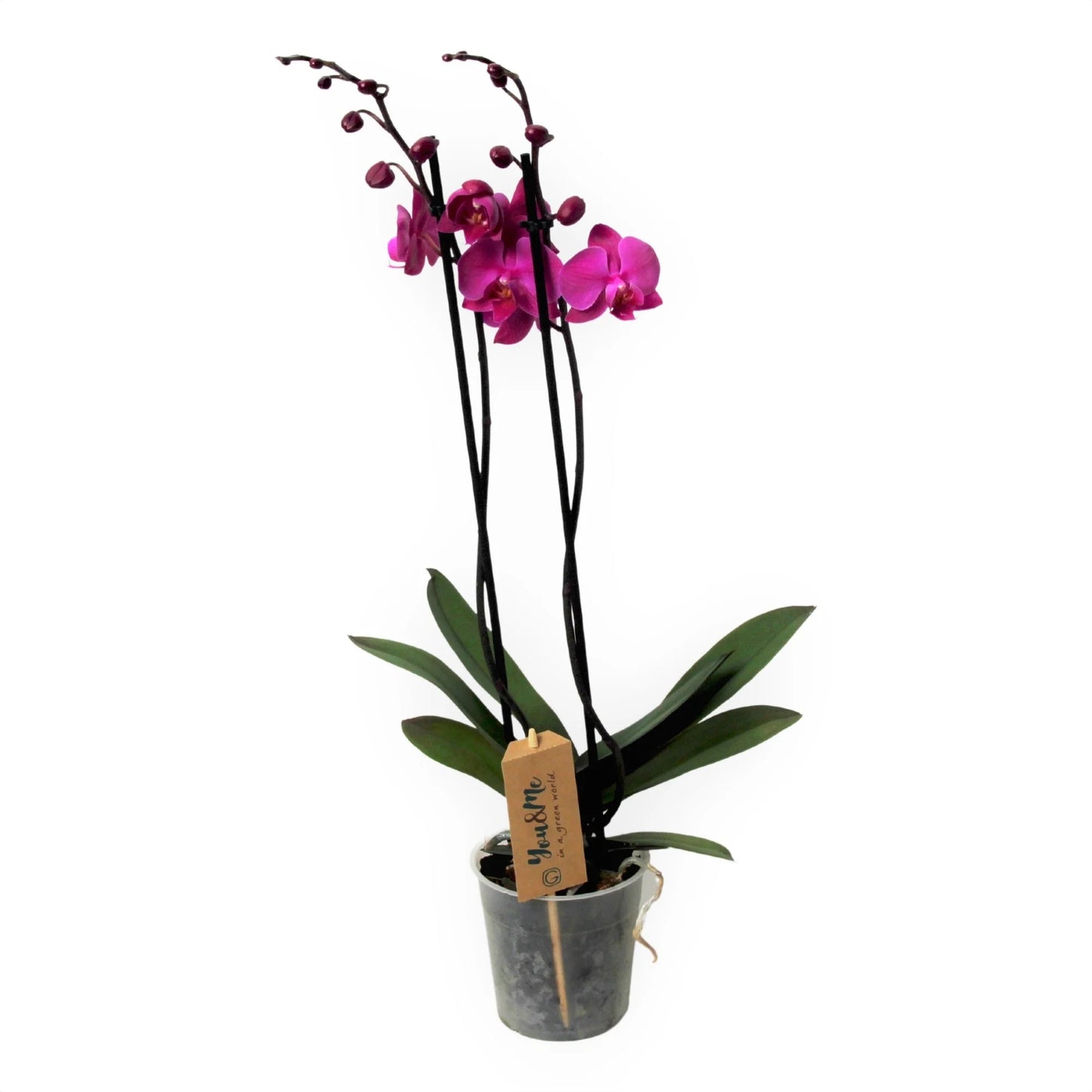 Purple Orchid Plant - Flowering Plant - نبات الأوركيد