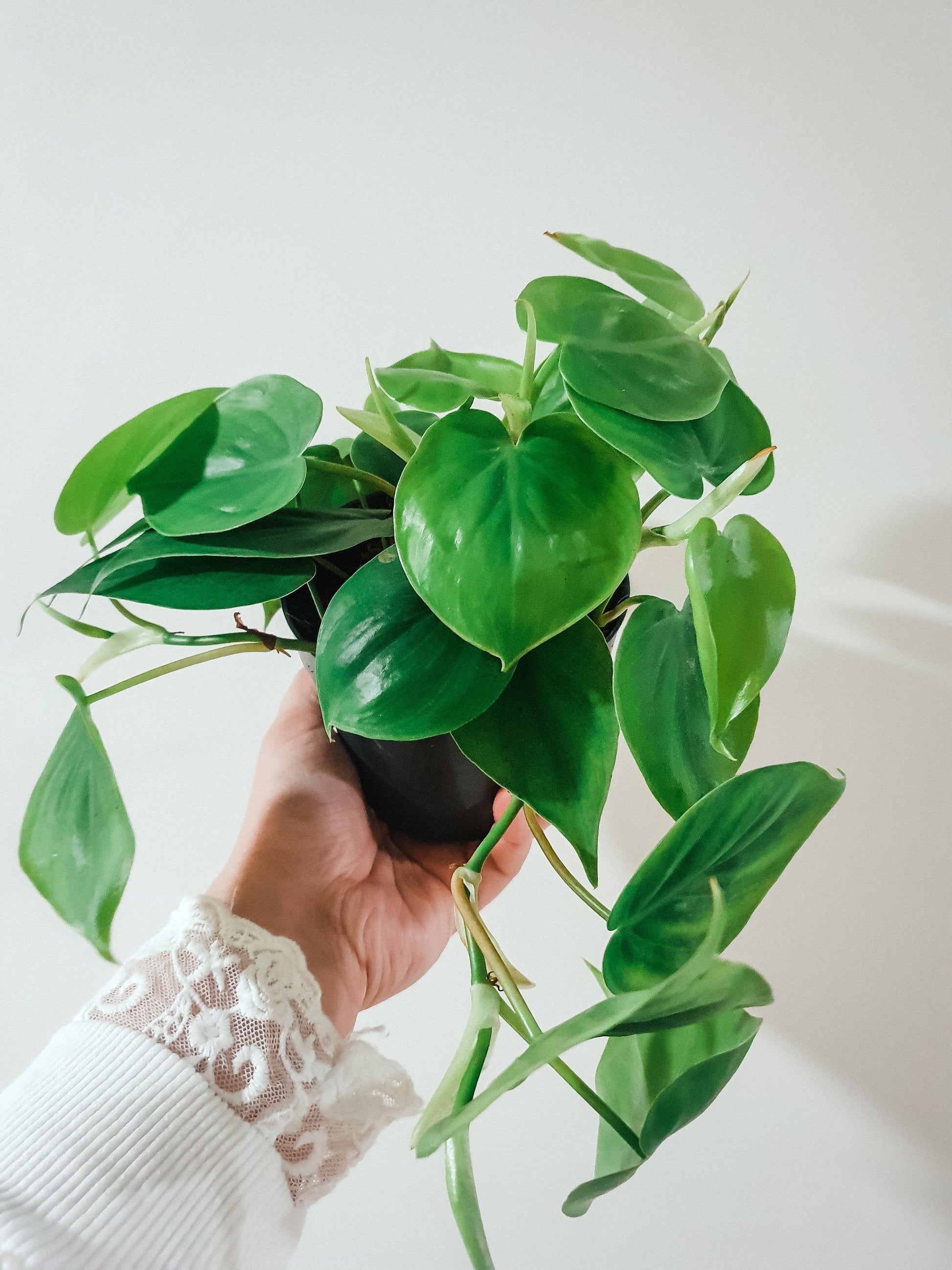 Philodendron Scan...