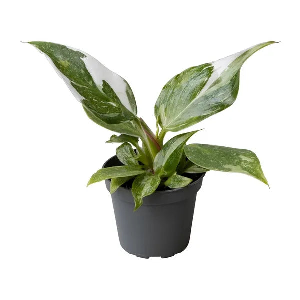 Philodendron White Princess - Indoor Plant - نبات داخلي