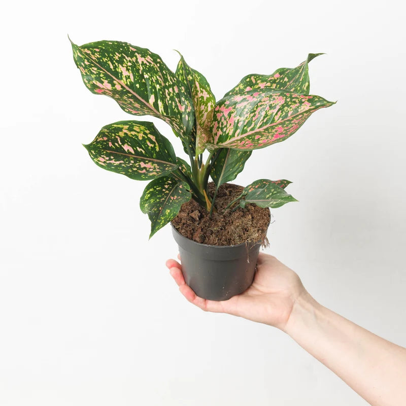 Aglaonema Pink Leopard - Indoor House Plant - نبات داخلي