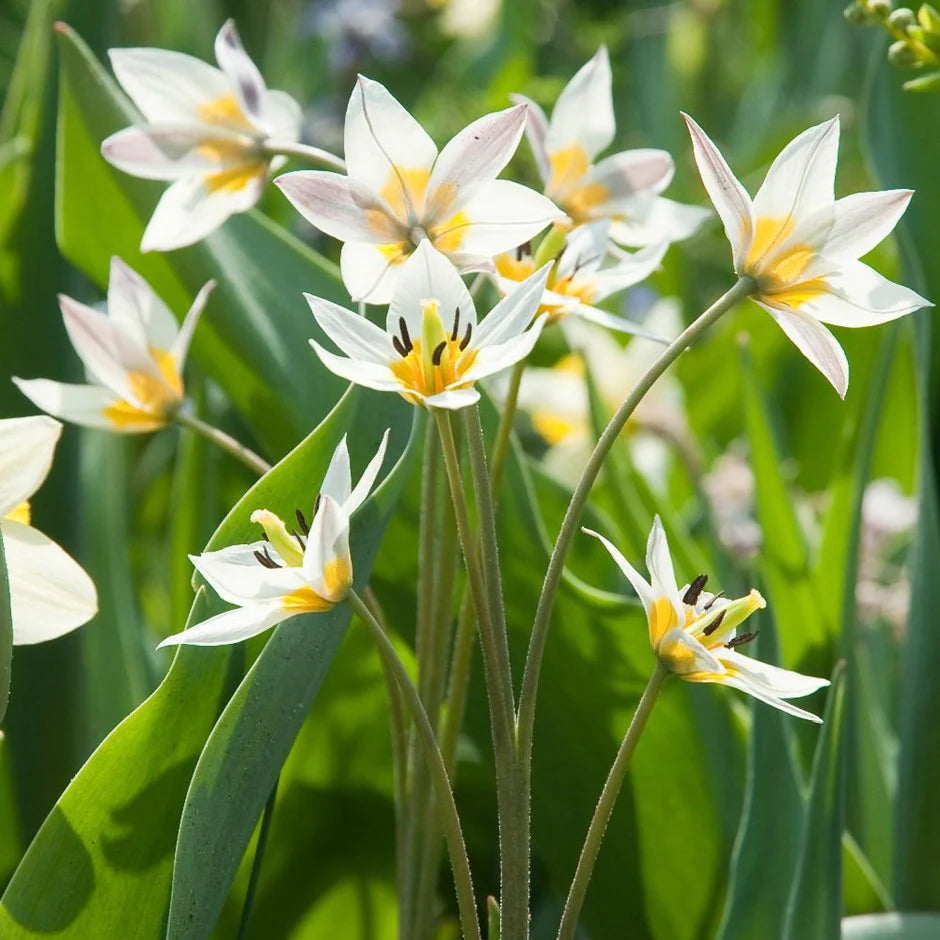 Tulip Turkestanica - Flower Bulb - توليب توركستانيكا
