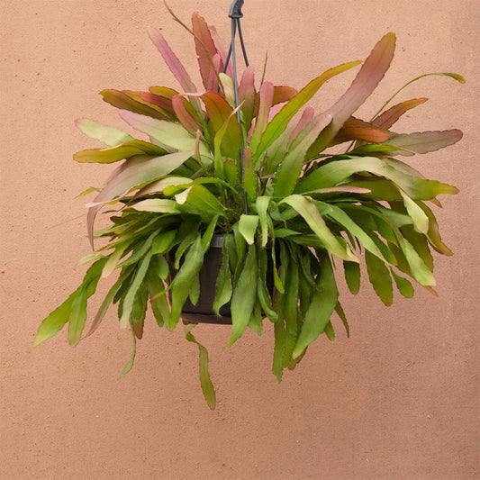 Rhipsalis Red Coral - Indoor House Plant - نبات داخلي