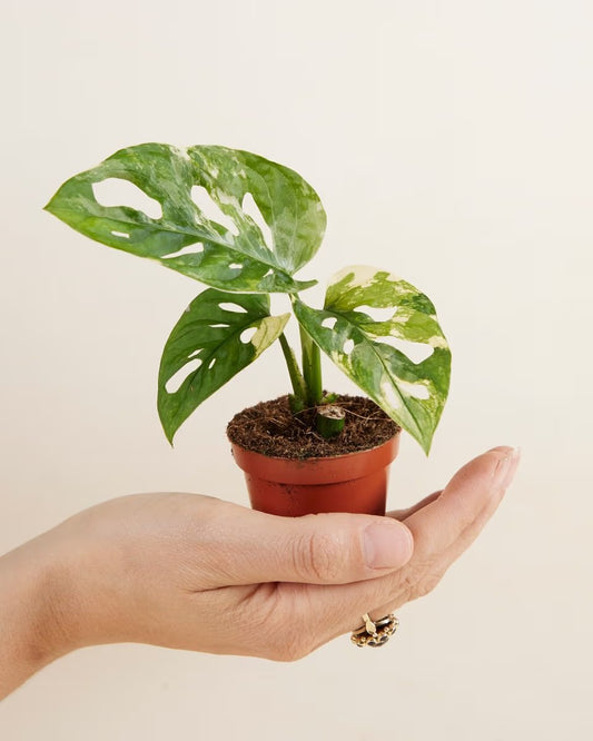 Monstera Adansonii Variegata - نبات داخلي