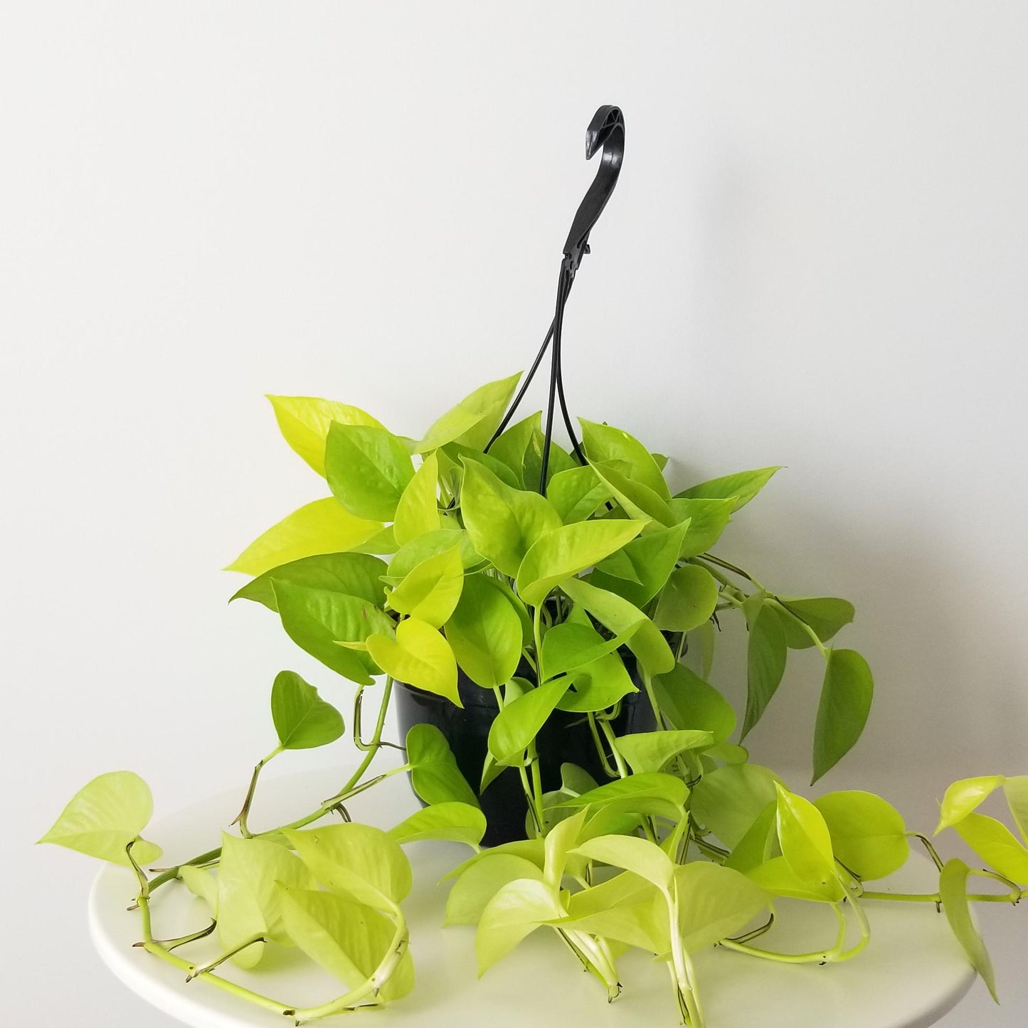 Epipremnum Pinnatum - Golden Pothos - Hanging Pot - Indoor House Plant -Neon Pothos - نبات داخلي
