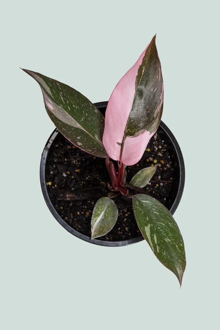 Philodendron Pink Princess with dark green leaves and vibrant pink variegation, displayed in a chic indoor setting.