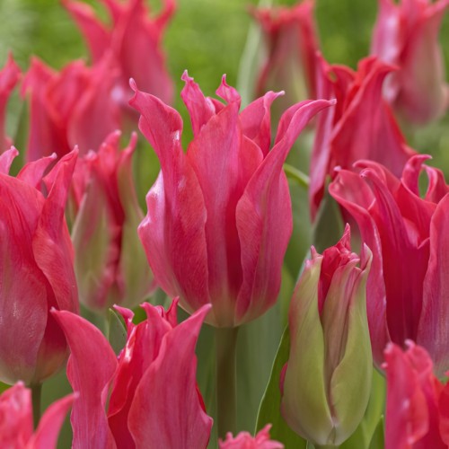 Tulip Lily flowering Pretty Love - Flower Bulb - توليب