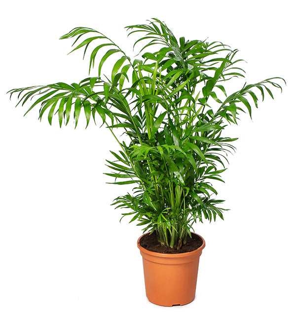 Chamaedorea Elegans - شاميدوريا إليجانس - نباتات داخلية