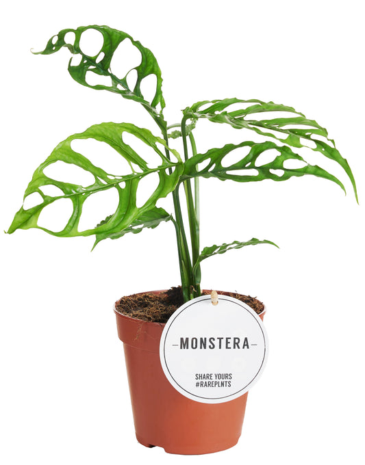 Monstera Obliqua Peru — Cozy Window Setup