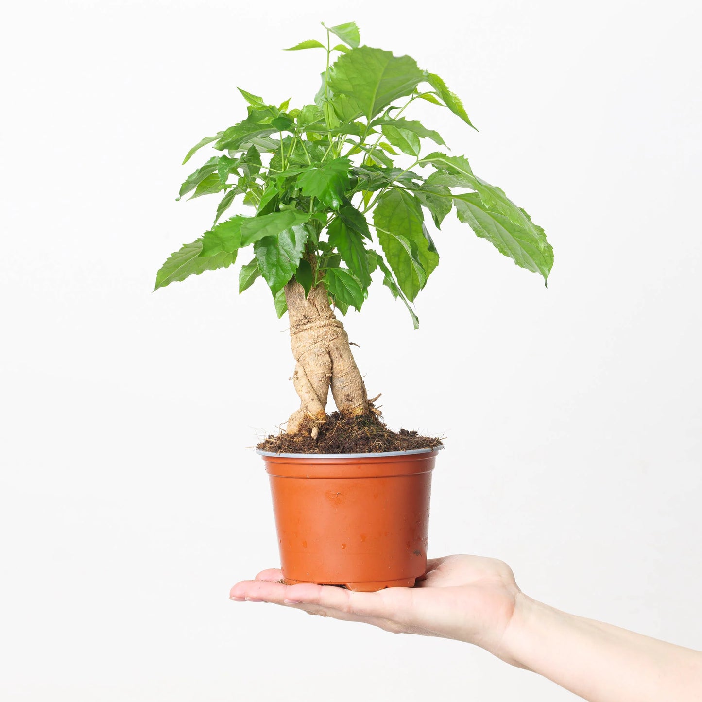 Radermachera Sinica Bonsai showcasing its lush, glossy foliage and compact bonsai-like form, displayed in an indoor setting.