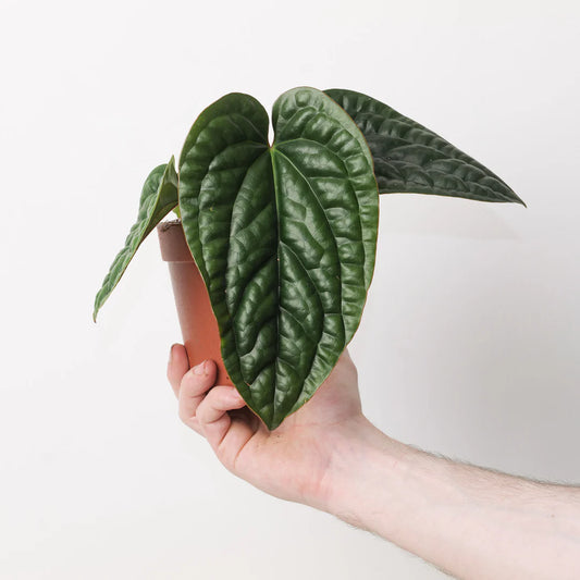 Anthurium Luxurians X Radicans - Rare Indoor House Plant - نبات داخلي