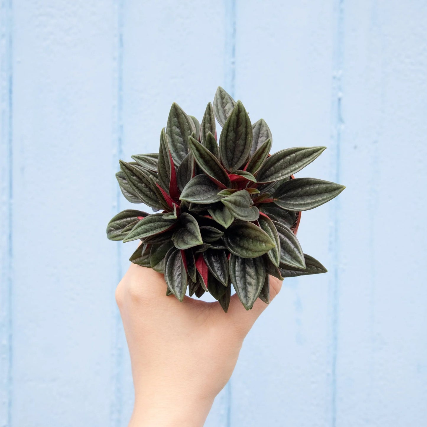 Peperomia Polybotrya Raindrop featuring glossy, teardrop-shaped leaves, displayed indoors.