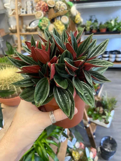 Peperomia Rosso - Indoor House Plant