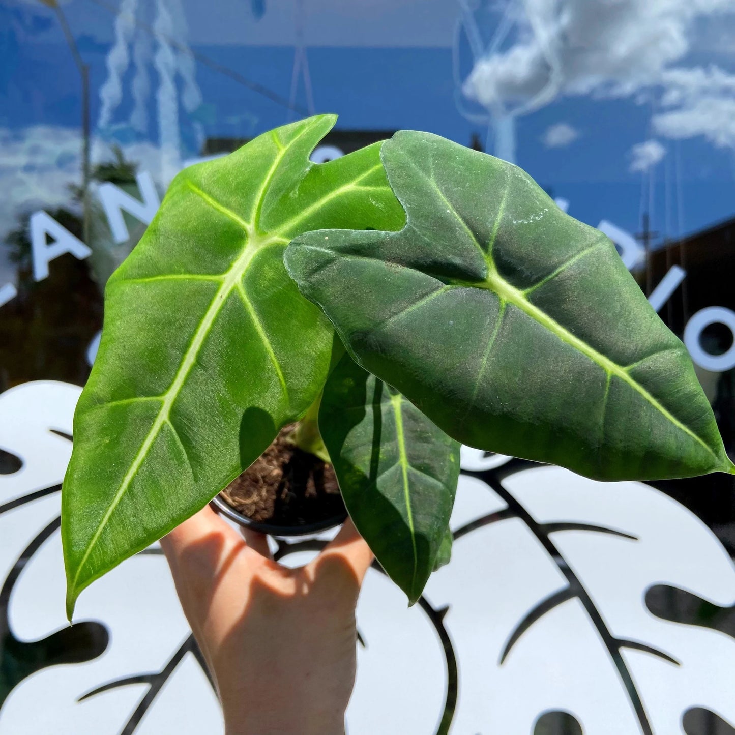 https://plantnpot.com › products › alocasia-frydek