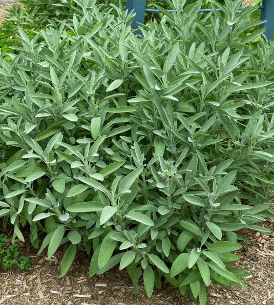 Sage Seeds - Organic Garden Seeds - بذور المريمية