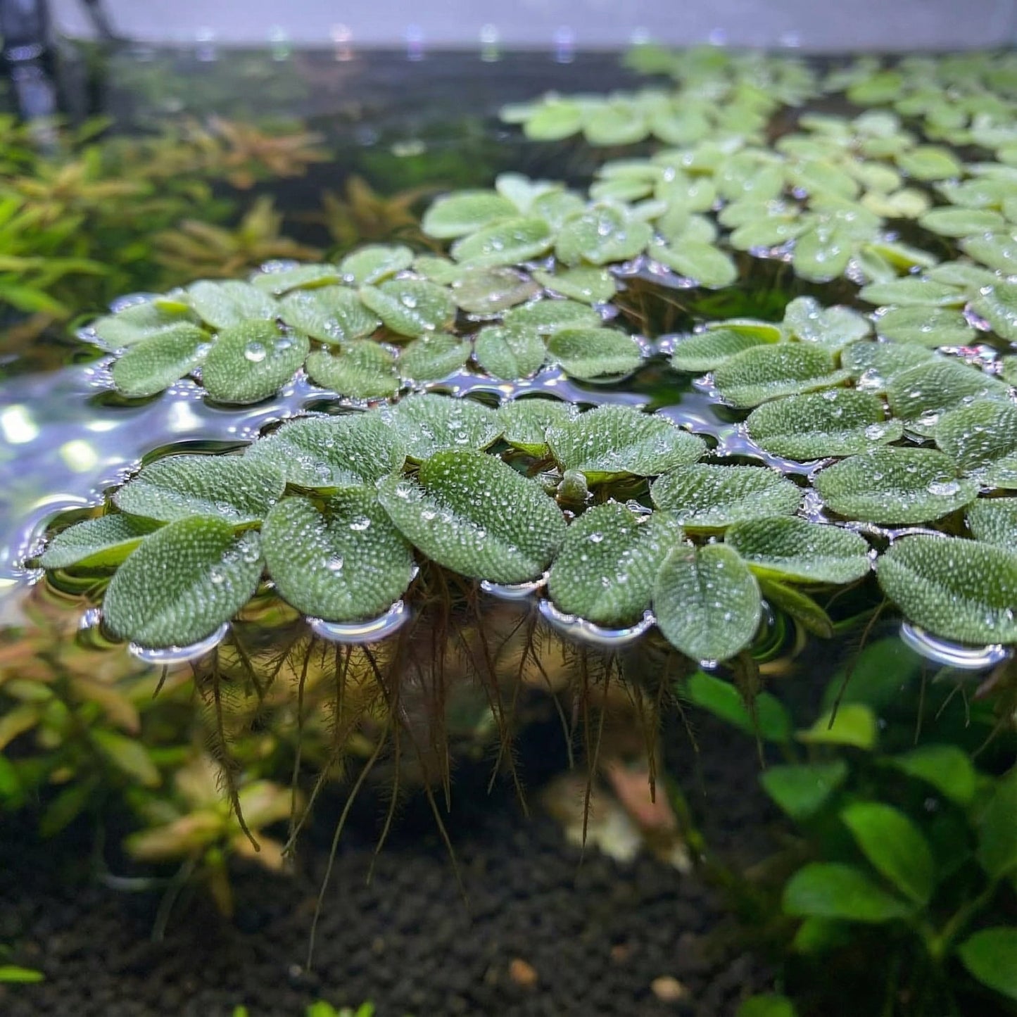 Aquarium Floating Plant Salvinia Minima