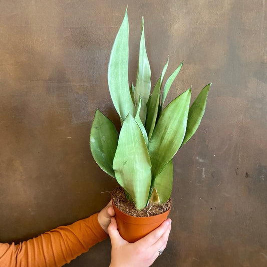 Snake Plant - Sansevieria Moonshine