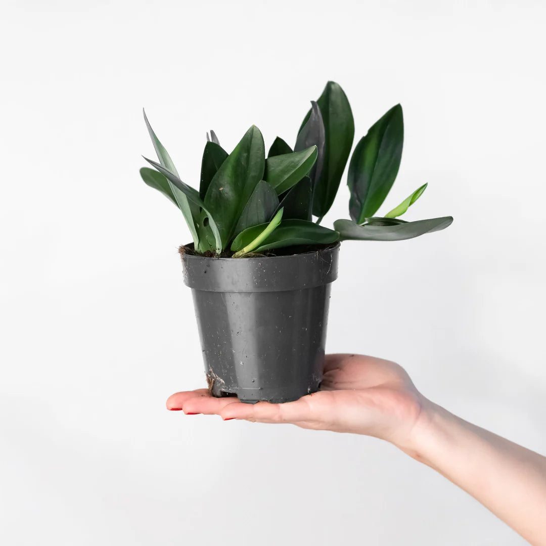 Scindapsus Treubii Dark - Indoor House Plant - نبات داخلي