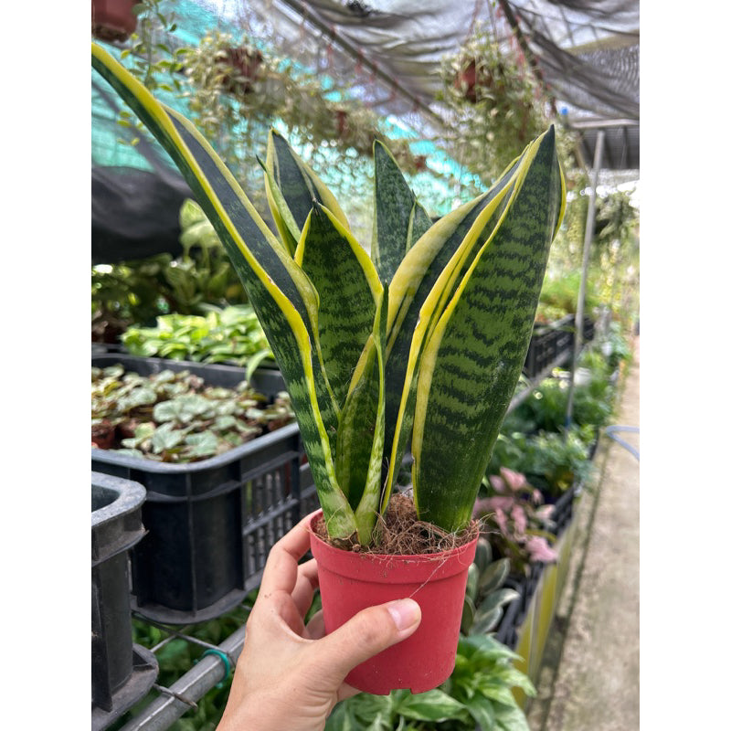 Sansevieria Futura Superba - Snake Plant - Indoor House Plant - نبات داخلي