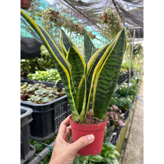 Sansevieria Futura Superba - Snake Plant - Indoor House Plant - نبات داخلي