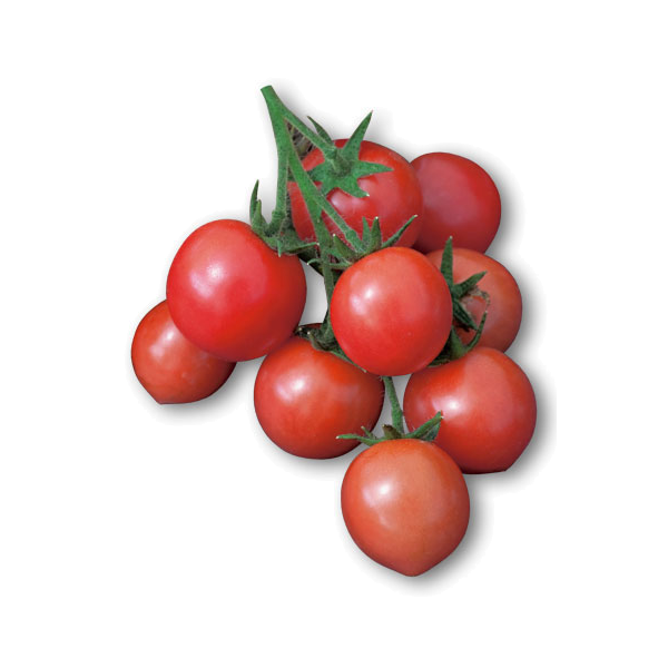 Tomato Principe B...