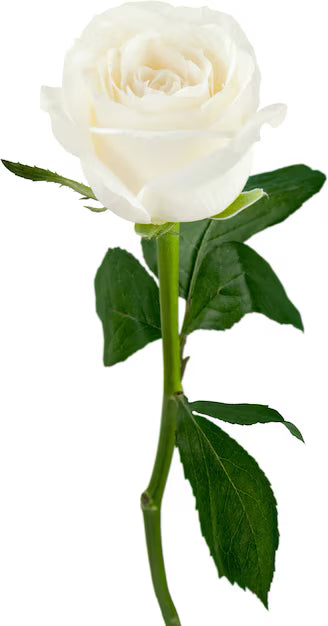 Eternal Rose Stem - الوردة الخالدة