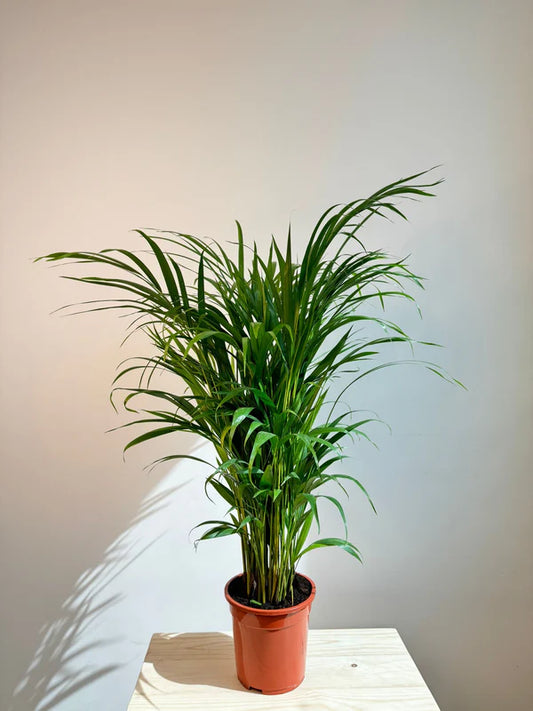 Areca in natural basket Pot