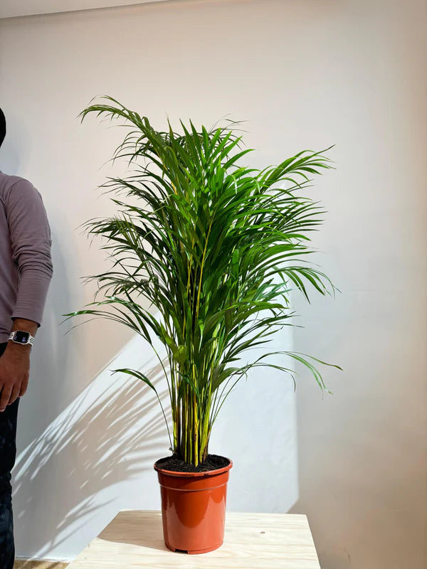 Areca Palm in Natural Jute Pot - Dypsis Lutescens - Indoor House Plant - نبات داخلي