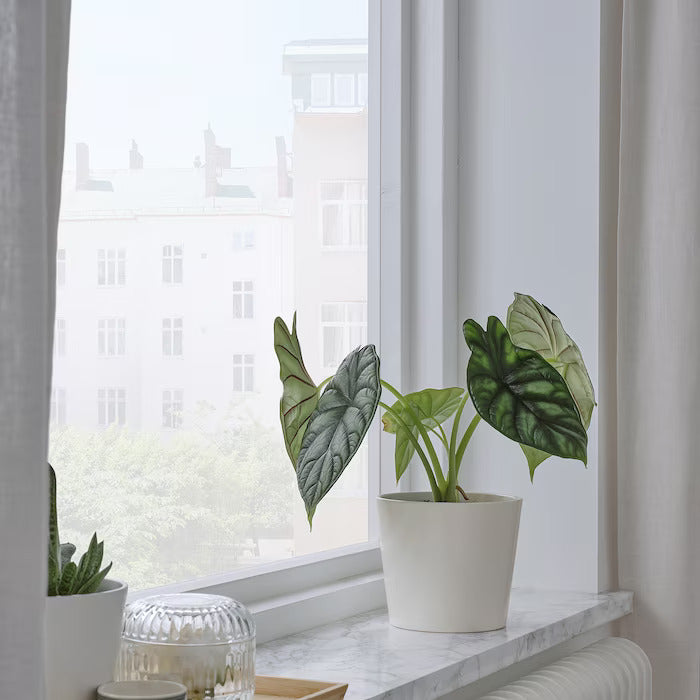 Pearl Essence - White Ceramic Plant Pot - Planter